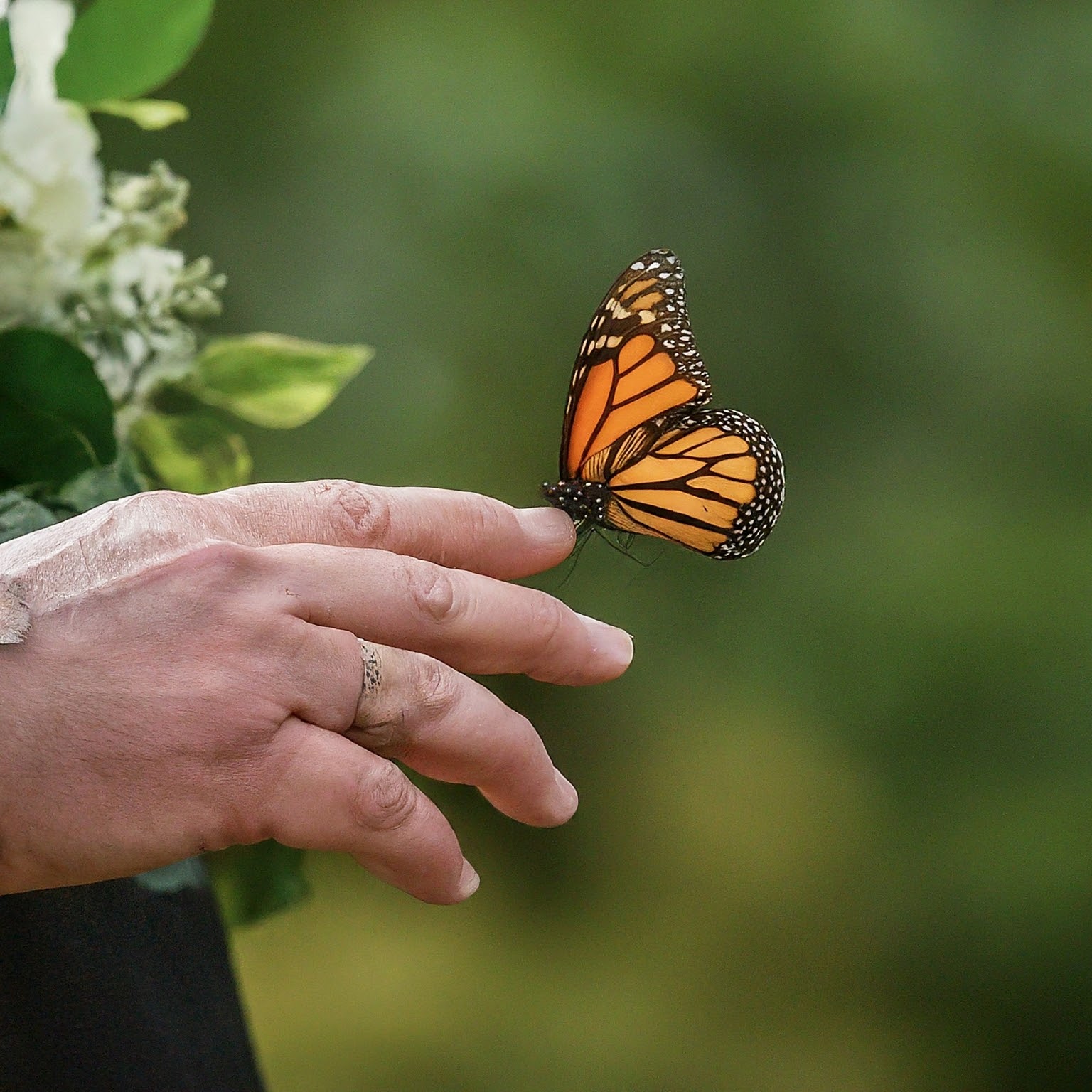 Butterfly release at a funeral